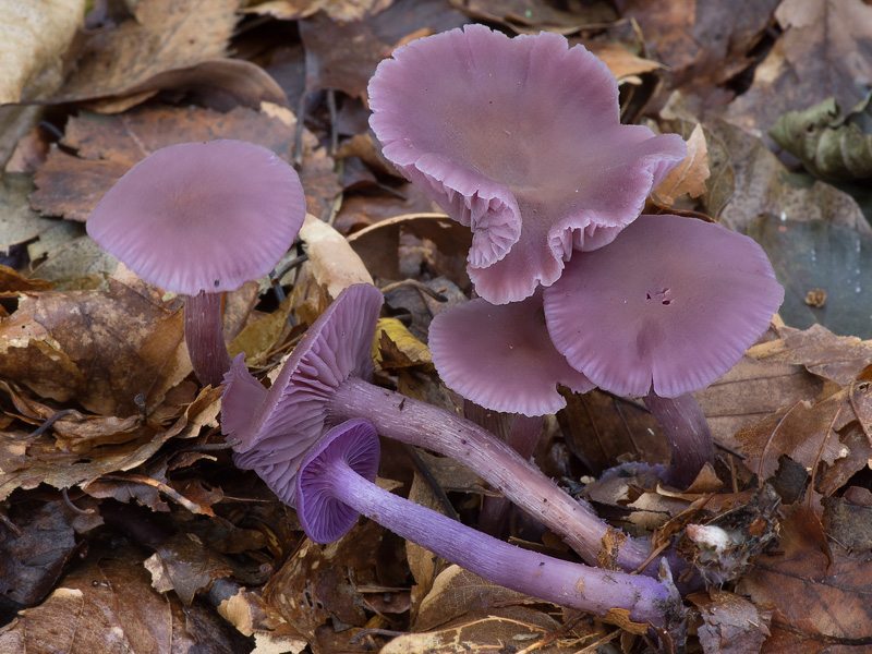 Laccaria amethystina